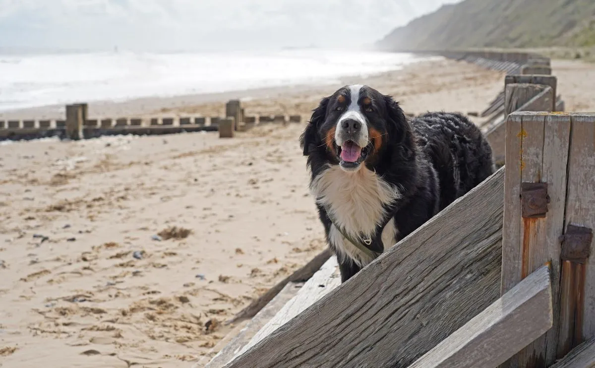 Pet-Friendly Short Breaks That Still Feel Relaxing
