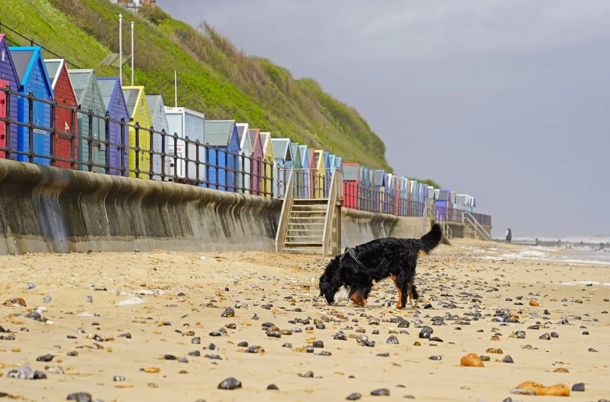 Dog-Friendly Short Breaks in Norfolk